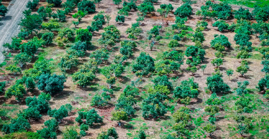 Productores de Magdalena amplían conocimientos sobre nutrición y manejo de cultivos Amazonas Perú UNTRM 