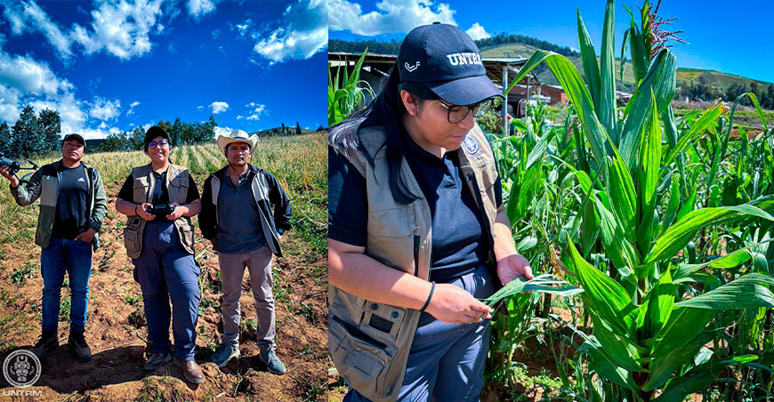 UNTRM Investigación del maíz amiláceo incorpora agricultura de precisión