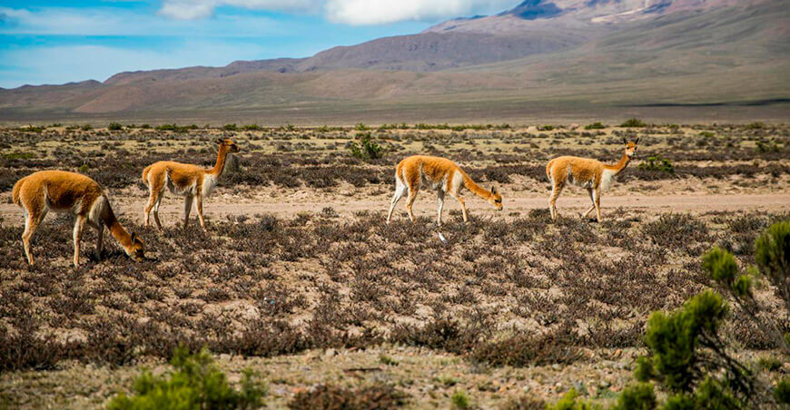 Drones, satélites e inteligencia artificial vigilarán las montañas peruanas para proteger a la vicuña