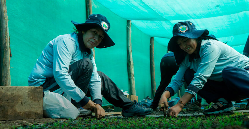 Avanza producción de plantones de pino en vivero de Cotahuacho Apurímac Perú
