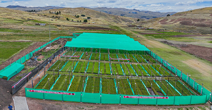 Cusco producirá más de 600 000 plantones nativos para recuperar ecosistemas altoandinos