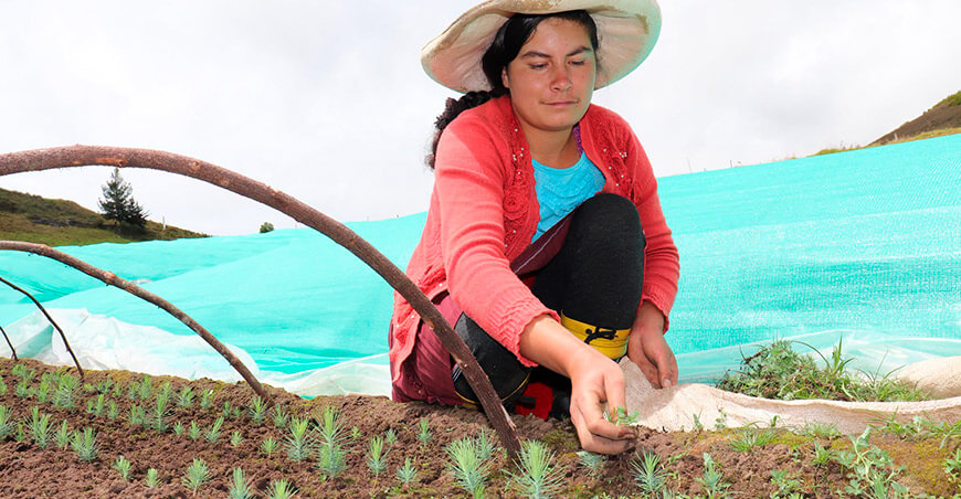 viveros forestales plantones pino Proyecto Qochas San Marcos mejora ecosistemas y recursos hídricos Cajamarca Perú