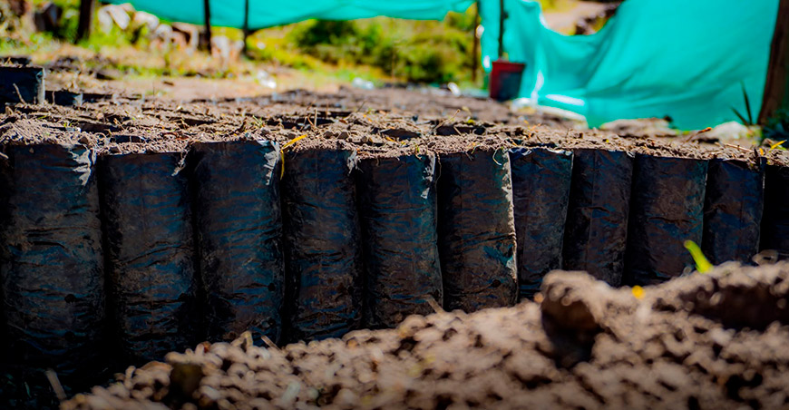 Avanzan trabajos para la producción de plantones de queñua en Aymaraes Apurímac Perú