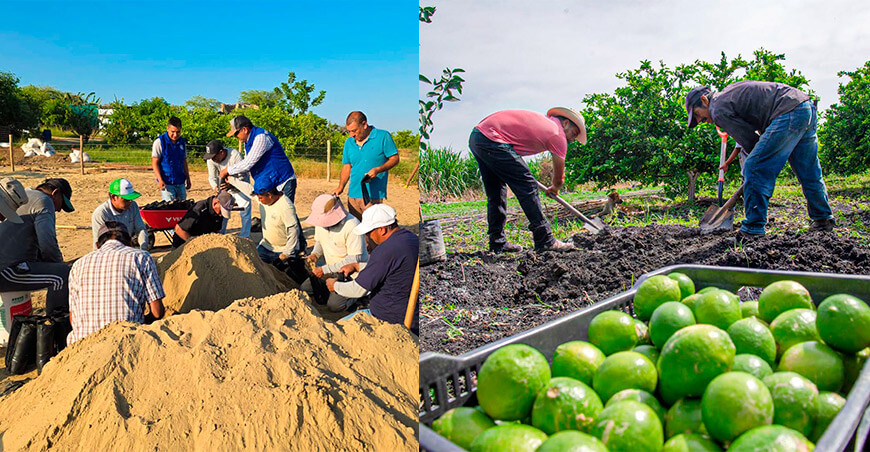 Implementarán vivero de limón mejorado para elevar la producción en San Rafael Piura Perú