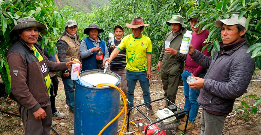 Brindan asistencia técnica para optimizar la producción de palta en Coyllurqui Apurímac Perú