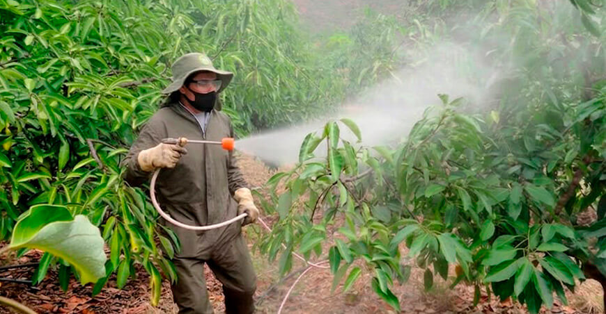 Brindan asistencia técnica para optimizar la producción de palta en Coyllurqui Apurímac Perú
