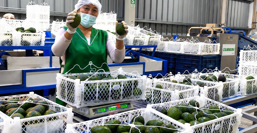 Pequeños productores de Tacna concretan primera exportación de 21.55 TM de palta Hass a Chile