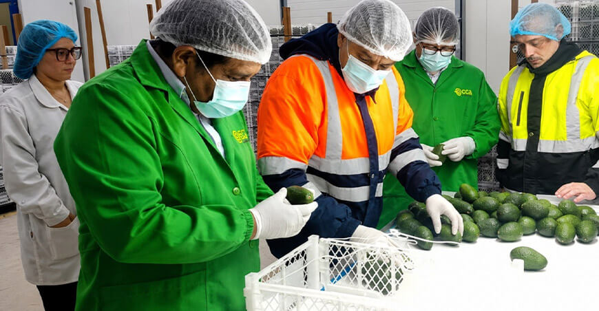 

Pequeños productores de Tacna concretan primera exportación de 21.55 TM de palta Hass a Chile

