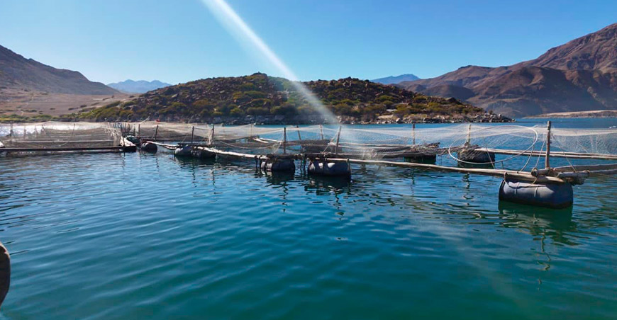 Fiscalización ambiental verifica centros de producción de trucha en la laguna de Aricota Tacna Perú