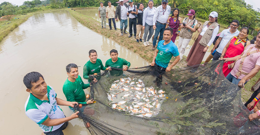 Acuicultura se incorpora como nueva alternativa económica para familias de Condorcanqui Amazonas Devida Perú
