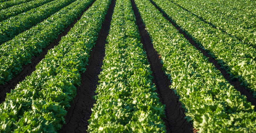 agroindustria peruana