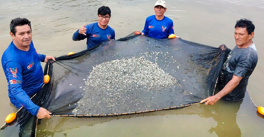 alevinos de paco dinamizarán la piscicultura en Boquerón Ucayali Perú IIAP