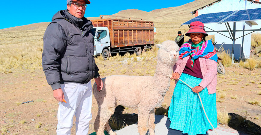 Entregaron alpacas reproductoras Tiquillaca Puno Perú