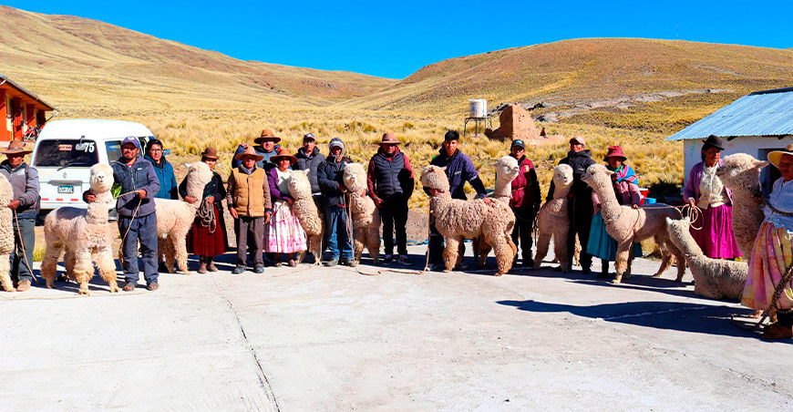 Entregaron alpacas reproductoras Tiquillaca Puno Perú