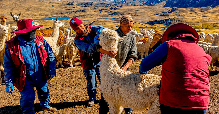 Autodema promueve el mejoramiento genético y sanitario de alpacas en comunidades altoandinas Arequipa Perú 