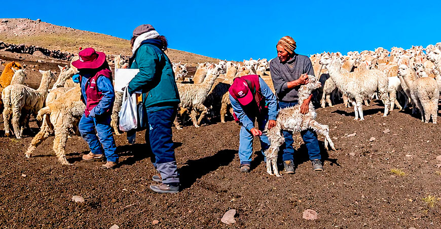 Autodema promueve el mejoramiento genético y sanitario de alpacas en comunidades altoandinas Arequipa Perú