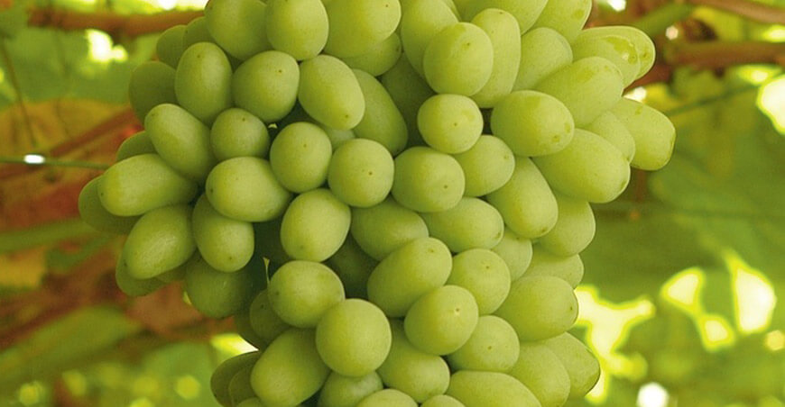 BASF impulsa la innovación biológica para la agroexportación peruana