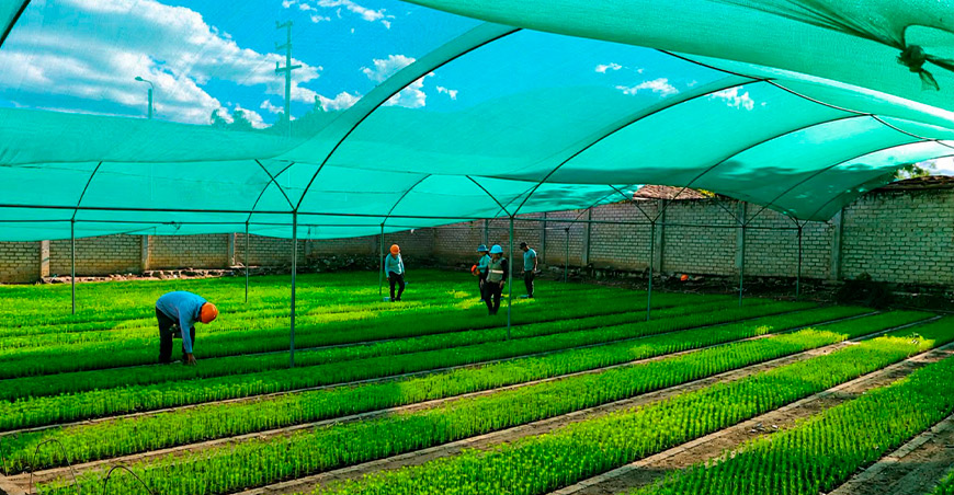 Proyecto Qochas San Marcos instala cinco viveros forestales para recuperar ecosistemas Cajamarca Perú