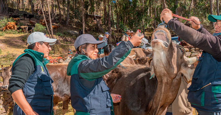 Inician campaña sanitaria para proteger ganado bovino Huancavelica Perú
