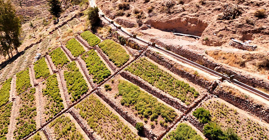 Ejecutan canales de riego para optimizar el uso del agua en el agro de Ilabaya Tacna Perú