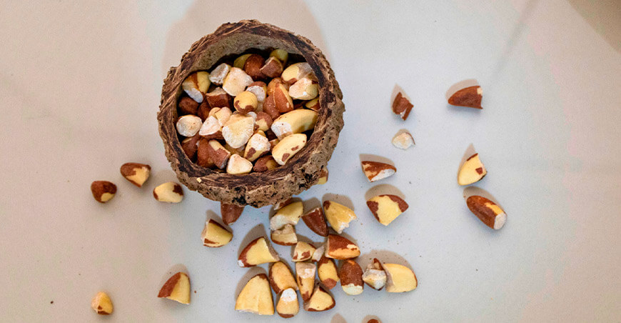 IIAP desarrollará bebida funcional a base de castaña amazónica para mejorar la absorción de selenio Perú