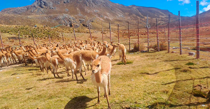 fibra de vicuña en Marancocha Aychana Junín