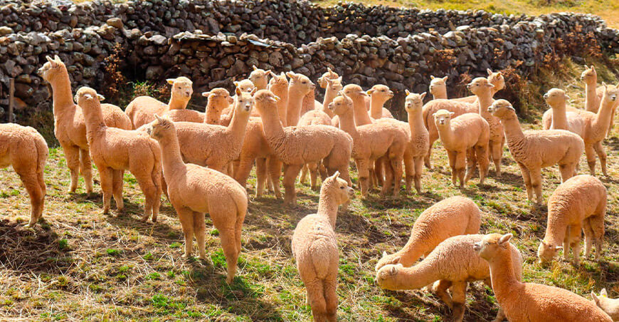 Huancavelica crianza de alpacas mejoradas