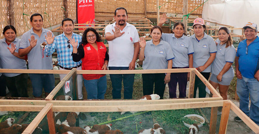 Procompite Lima fortalece crianza de cuy de la Asociación Agropecuaria Andino Esteban en Santa María
