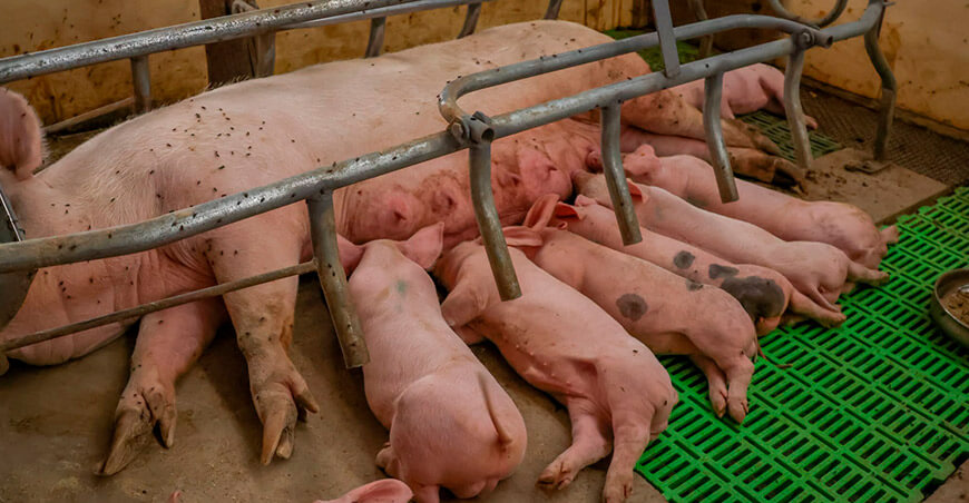 Inseminación artificial duplica nacimiento de porcinos raza Pietrain Alemán en San Antonio Moquegua Perú