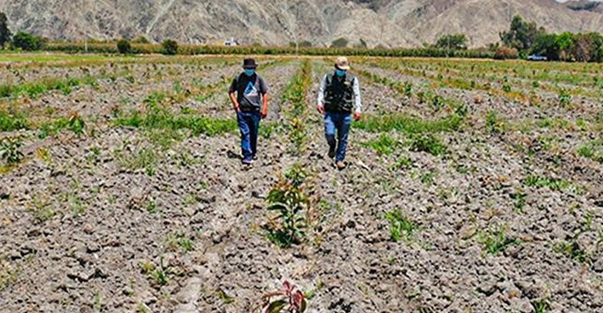 Cultivida Perú 