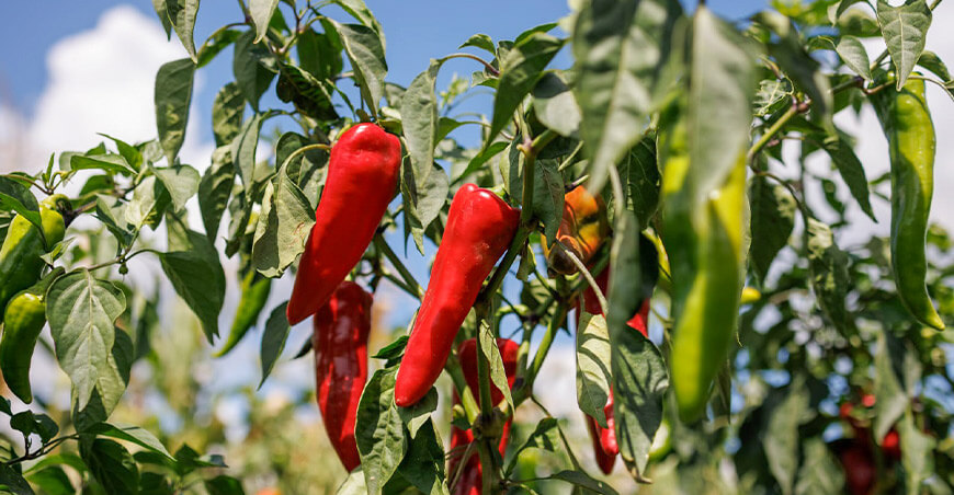 Perú cultivo de capsicum peruano