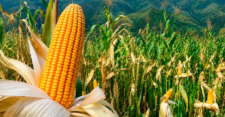cultivo maíz amarillo Cajamarca Perú