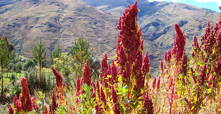 cultivo quinua Perú 