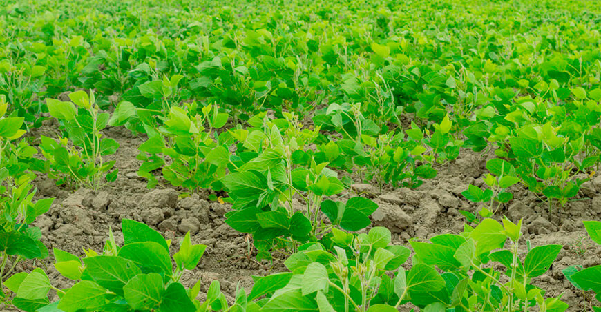 Introducen la soya como nueva alternativa productiva en el Bajo Piura Perú