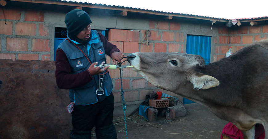 desparasitación para proteger bovinos Espinar Cusco Perú