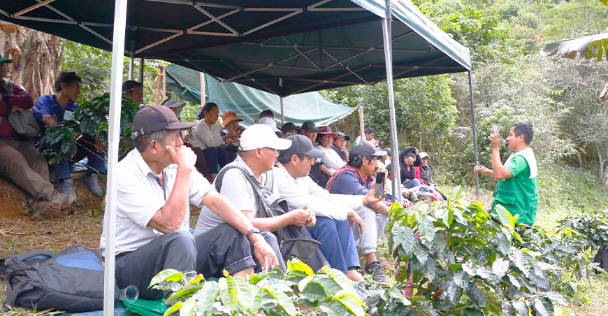 Cafetaleros mejoran productividad con asistencia técnica de Devida Puno Perú