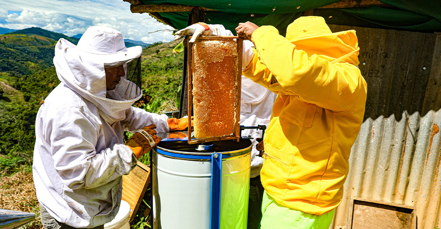 Inician cosecha de miel que brinda una alternativa lícita a 250 familias de Pichanaqui Junín Devida Perú