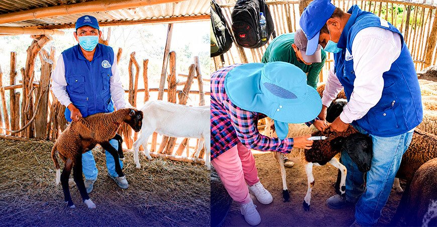 ovinos reciben atención sanitaria en Valle San Lorenzo Piura Perú