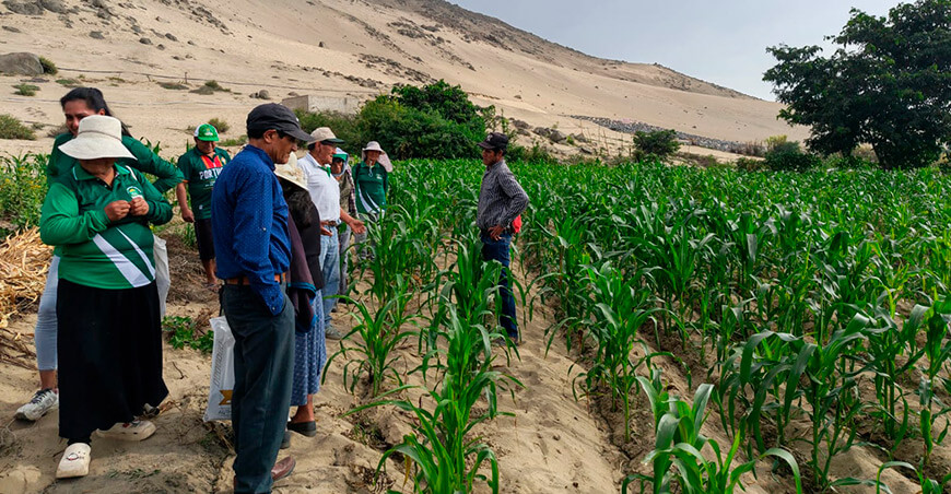 Escuelas de Campo buscan elevar la producción de maíz morado en Laredo La Libertad Perú