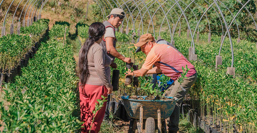 Producción frutícola crece con la entrega de plantones de cítricos en Cielo Punco Cusco Perú