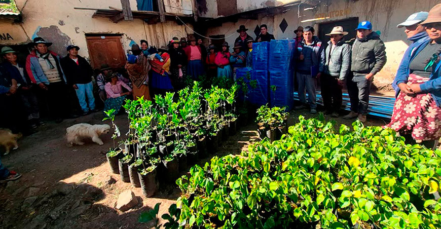 Amplían producción frutícola con entrega de plantones en Coyllurqui Apurímac Perú