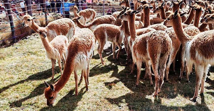 fibra de vicuña en Marancocha Aychana Junín 