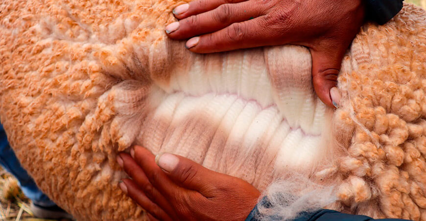 Fibra de alpaca Huancavelica Perú