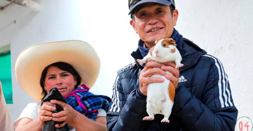 Piloto de innovadora metodología japonesa potencia el comercio rural en Cajamarca crianza de cuy