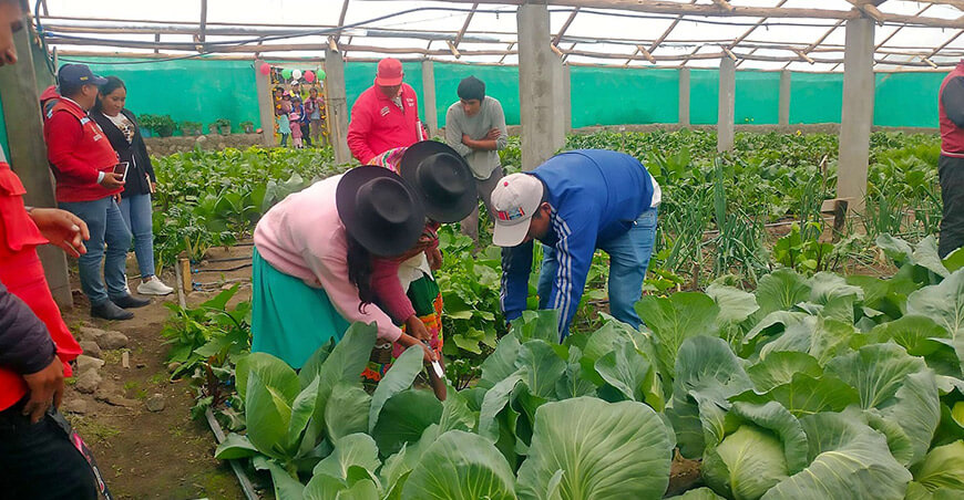 Haku Wiñay transforma la agricultura familiar biohuertos Ayacucho Perú