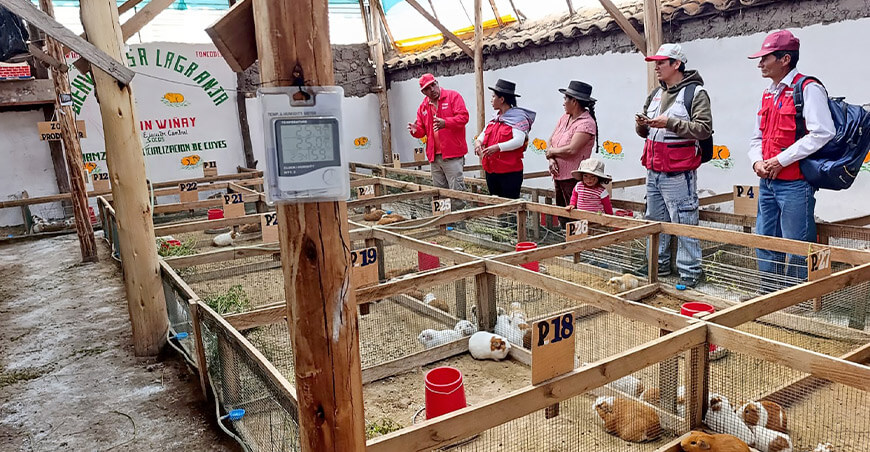 Haku Wiñay transforma la agricultura familiar crianza de cuyes Ayacucho Perú