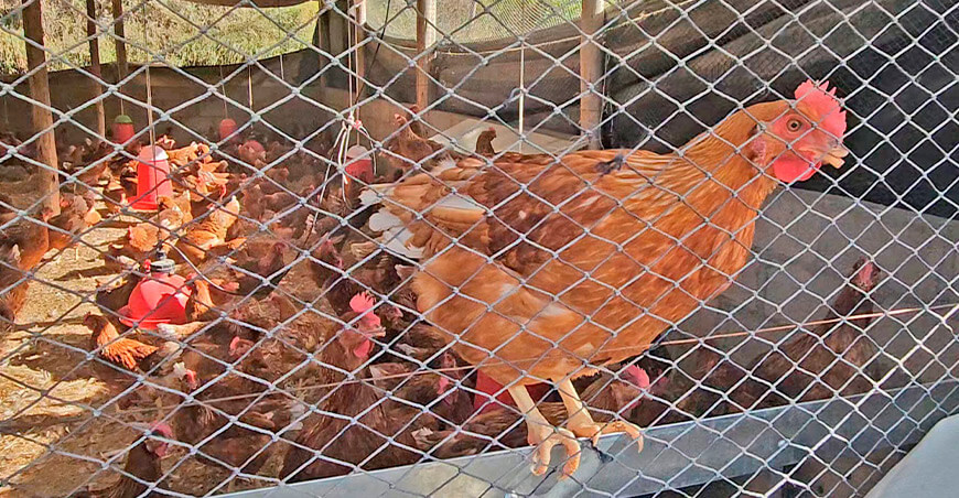 Producción de huevos se consolida en Curahuasi con ampliación de capacidad avícola Apurímac Perú