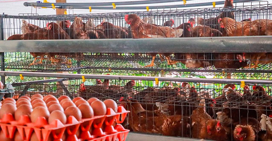 Proyecto de gallinas de postura incrementará producción de huevos en Putumayo Loreto Perú