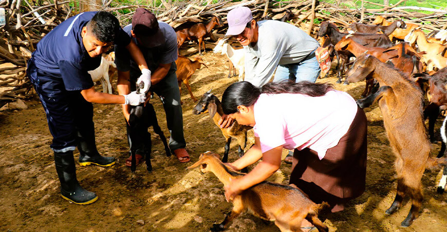 Articulan acciones para mejorar la genética y productividad caprina en Lambayeque Perú