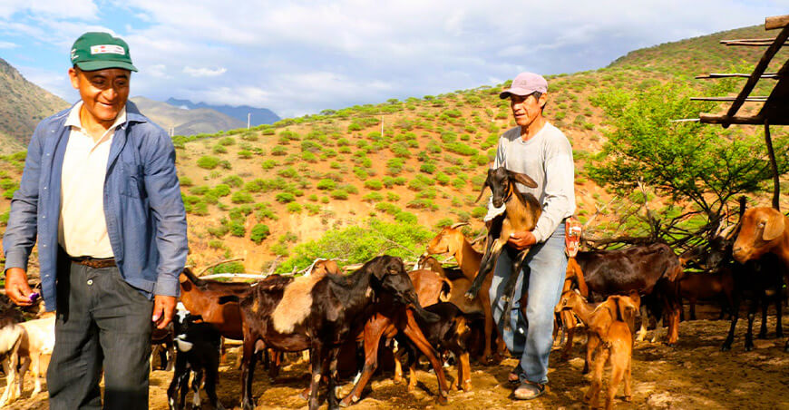 Articulan acciones para mejorar la genética y productividad caprina en Lambayeque Perú